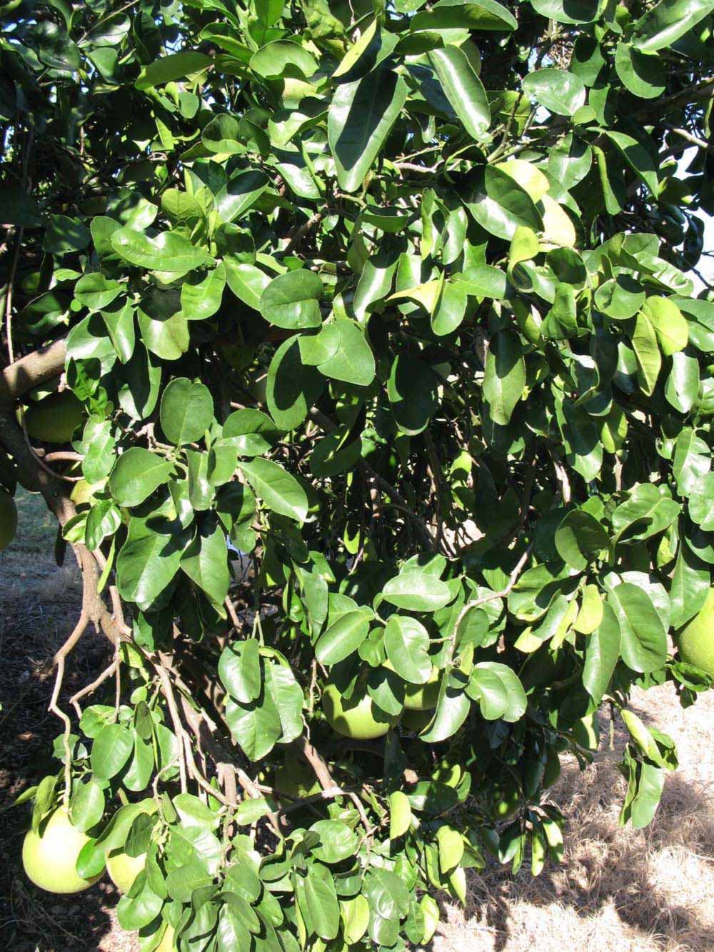             Sun leaves (Winter Haven, FL)       